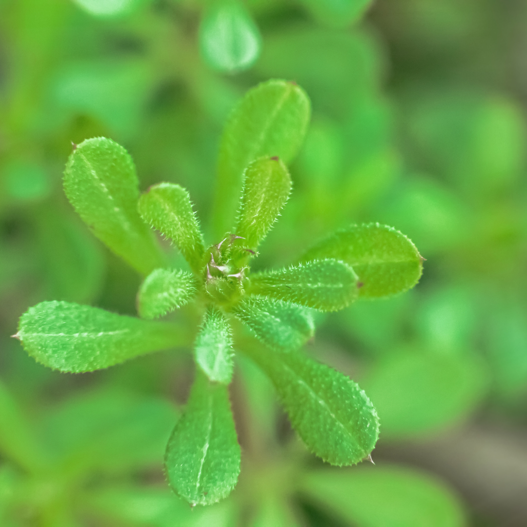 cleaver-plant-benefits-and-medicinal-uses-the-old-farmer-s-almanac